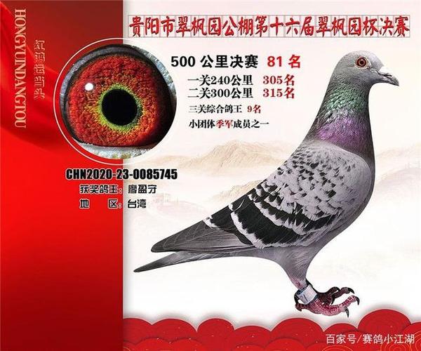 中国公棚鸽王排名赛-贵州翠枫园赛鸽中心综合鸽王前10
