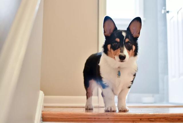 你真的了解你的狗狗么?(威尔士柯基犬)