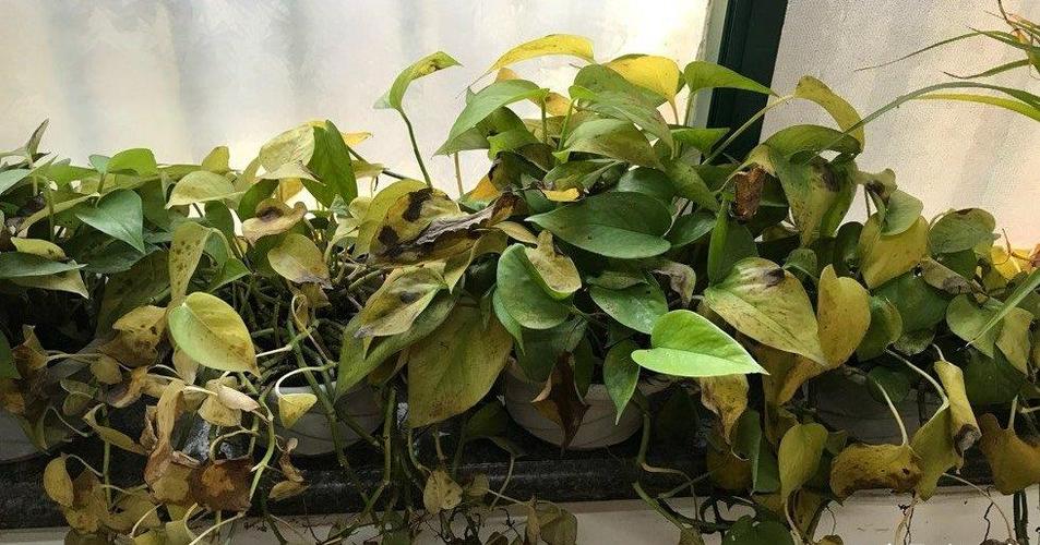 "巧修剪"让绿萝告别烂根黄叶,越长越旺盛,叶子越长越翠绿