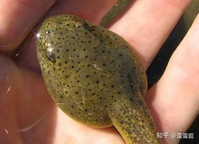 再加上牛蛙的繁殖能力惊天地泣鬼神,一个不小心,成千上万的受精蛙卵