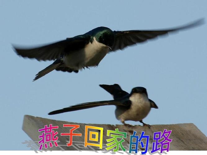 2015春长春版语文三下燕子回家的路课件2ppt