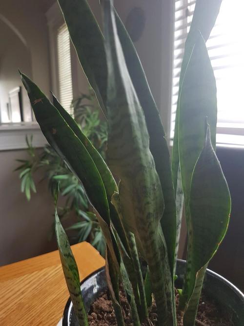 看虎皮兰死亡的几个原因