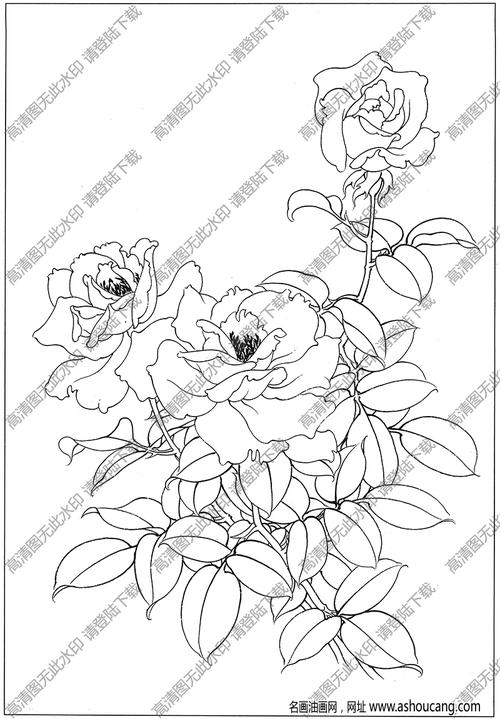 月季花白描图片9高清下载