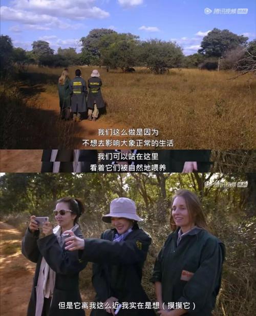 不好意思,这些违背大象自然规律的举动,在赞比亚的国家公园都是禁止的