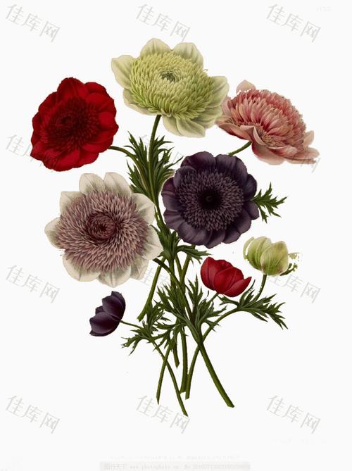 几朵大丽花图片素材