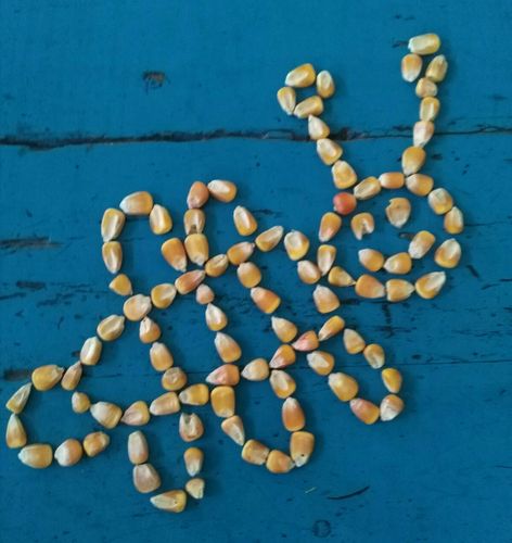 小小玉米粒,开发大思维