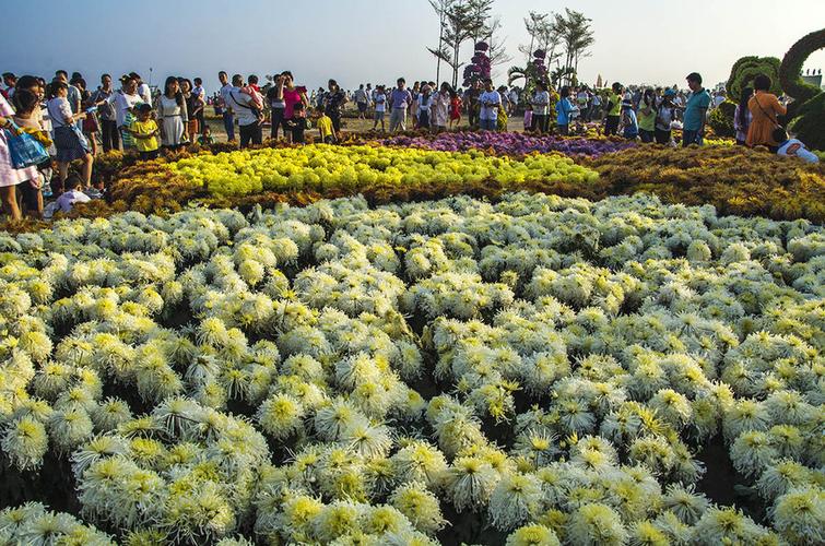 一片菊花海