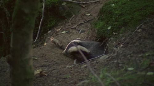 獾的地下洞穴就像迷宫,刨出的土壤就有数百吨,真是一个大工程
