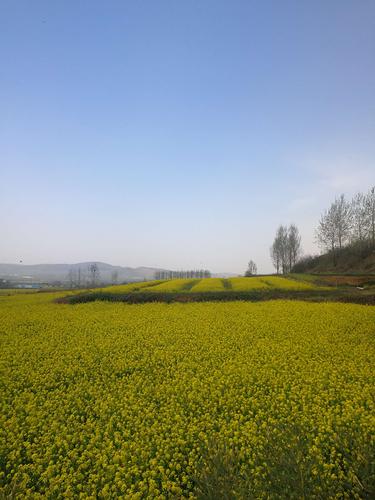 许昌襄城首山的油菜花