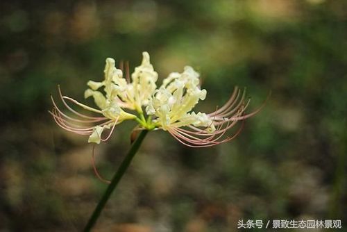 佛教四大名花龙爪花(佛称曼珠沙华)-石蒜新品种高清图集篇