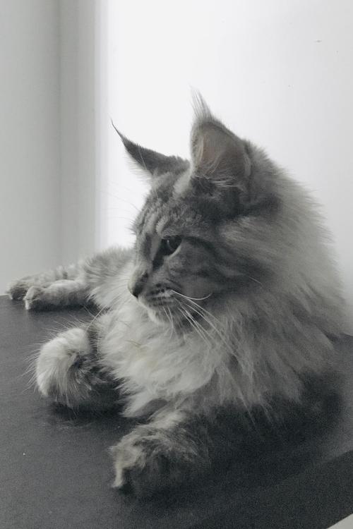 深圳银虎斑缅因猫弟弟