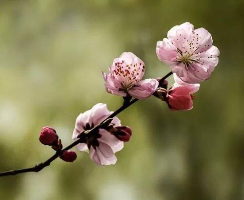 绿遍山原白满川,子规声里雨如烟. 乡村四月闲人少,才了蚕桑又插田.
