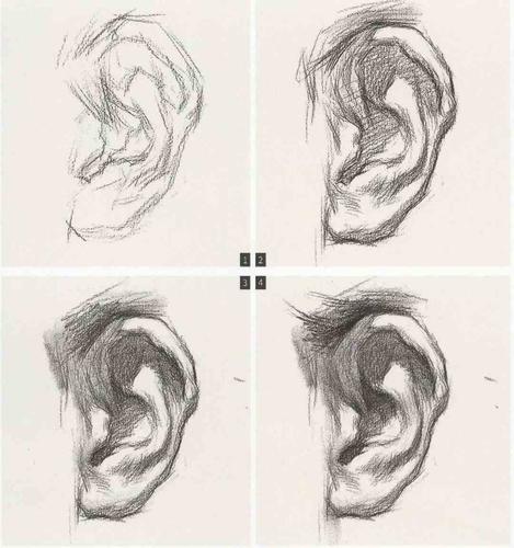 素描教学丨素描石膏像之耳朵的刻画