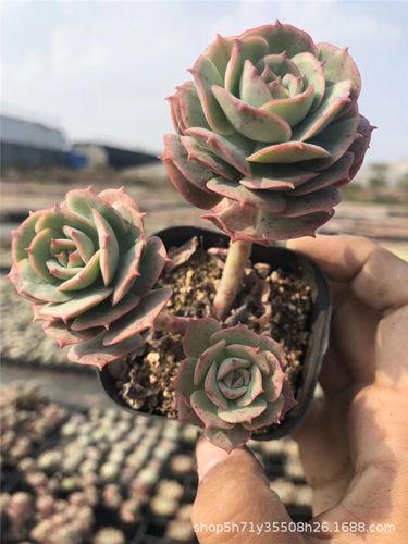 738多肉植物大棚批发露养 克罗地亚群2-4头 品相好裸根发多肉品种