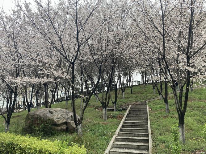 组图武昌理工学院千株樱花进入盛花期