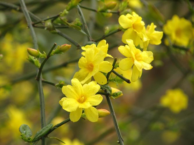 【迎春花】