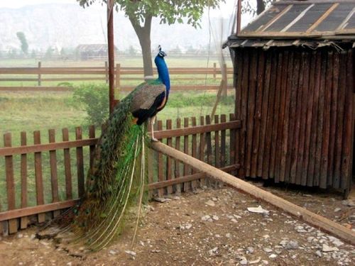 大白天很难看到孔雀  人多阳光吵  孔雀总是窝屋里  不理栏外