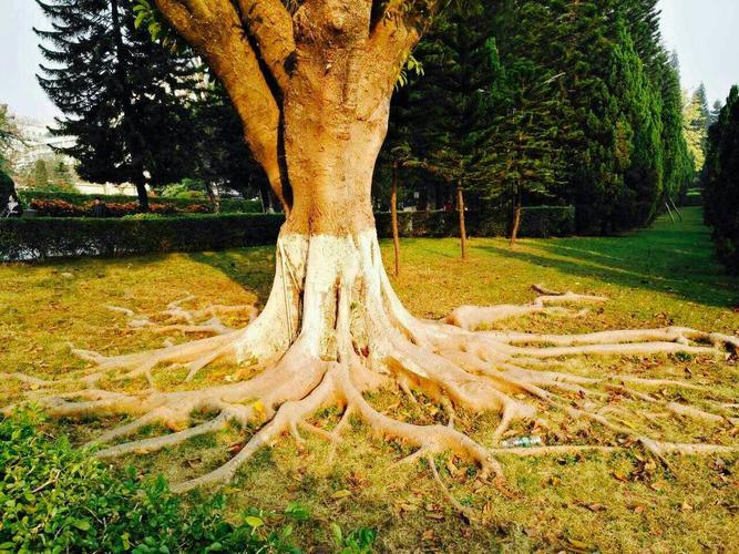根深叶茂,盘根错节的树根牢牢扎根在大地上.