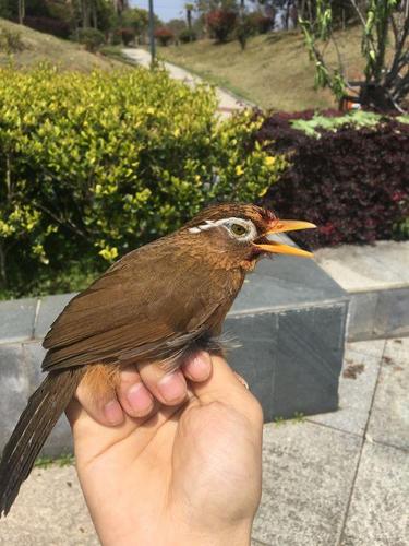 生鸟阶段的画眉鸟如何进行驯养?