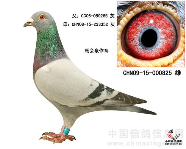 杨会泉先生参加拍卖种鸽图片及血统书