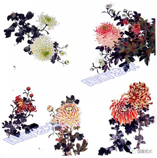 ↓↓↓最后,我们还是照例跟随徐湛老师的视频学画菊花——菊花的画法