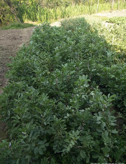 这是蚕豆,已经开花了.结出的蚕豆油焖或水煮都很好吃,而且营养丰富!