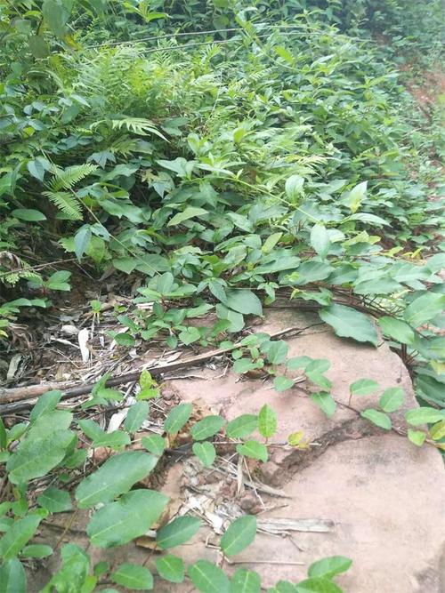 农家野生土地瓜苗满地香地琵琶藤地石榴苗地果铺地蜈蚣种植藤盆栽 1株