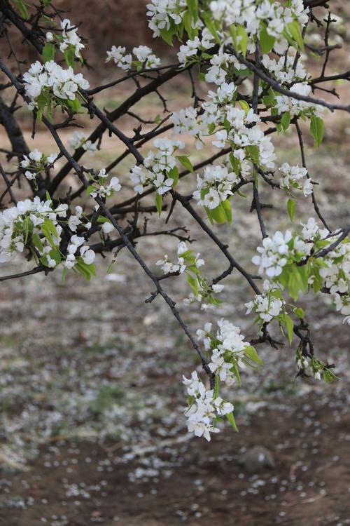 梨花落  春入泥