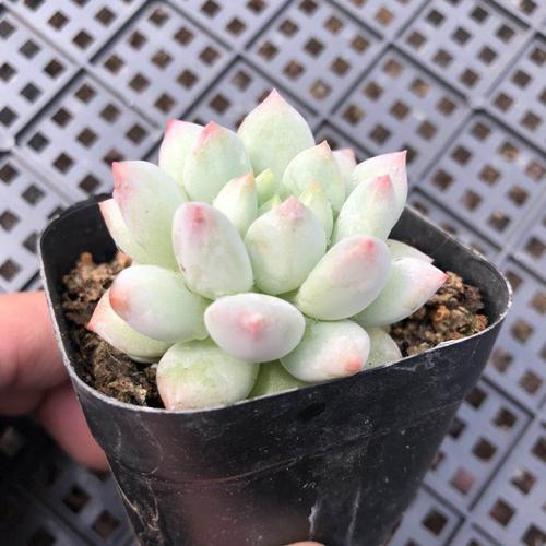 精养稀少萌肉花卉绿植 植物盆栽 一物一拍 多肉植物群生 明珠