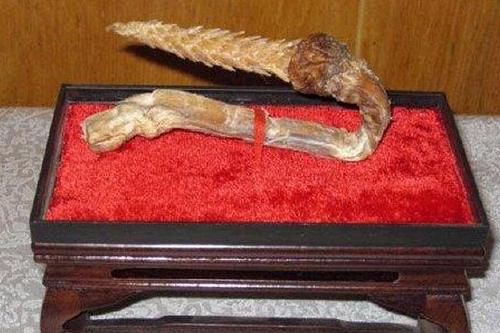 虎鞭鉴定去哪里