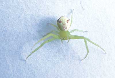 新闻中心 宠物新闻 > 正文    信报讯(实习记者陈 燕)"我这里有"人面