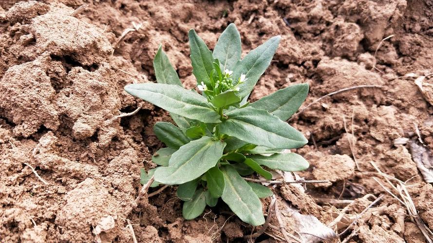 thlaspi arvense l   菥蓂( 遏蓝菜)  分布于中国各地.