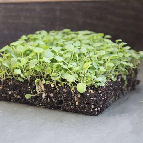 豆瓣菜种子 西洋菜苗菜 upland cress microgreens seeds微型蔬菜