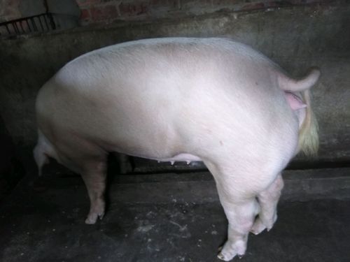 后备母猪这猪像怀孕80天了吗