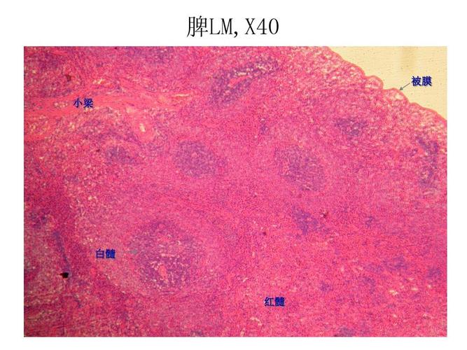 你可能喜欢 组胚切片考试 组胚重点 组胚考试重点 组织切片 冰冻切片