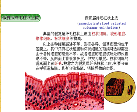 第二节 上皮组织
