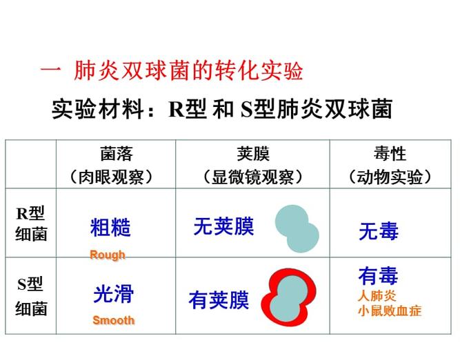 格里菲斯的体内转化实验