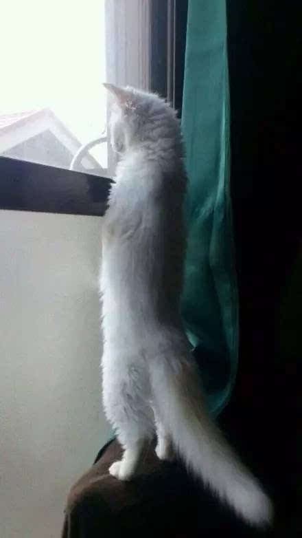 我们有个正规宠物医生,免费解答猫狗生病 吃错食物急救皮肤病等,保留