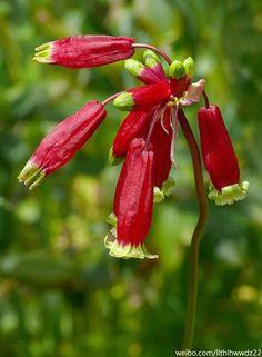 花瓣网|陪你做生活的设计师 | 鱼尾葵