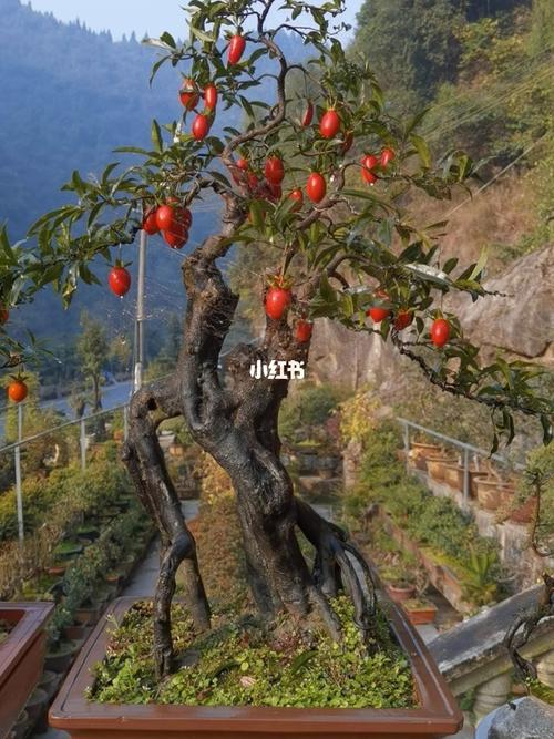 金弹子_长阳艺廷盆景园攻略_家居家装_家居装饰_花艺