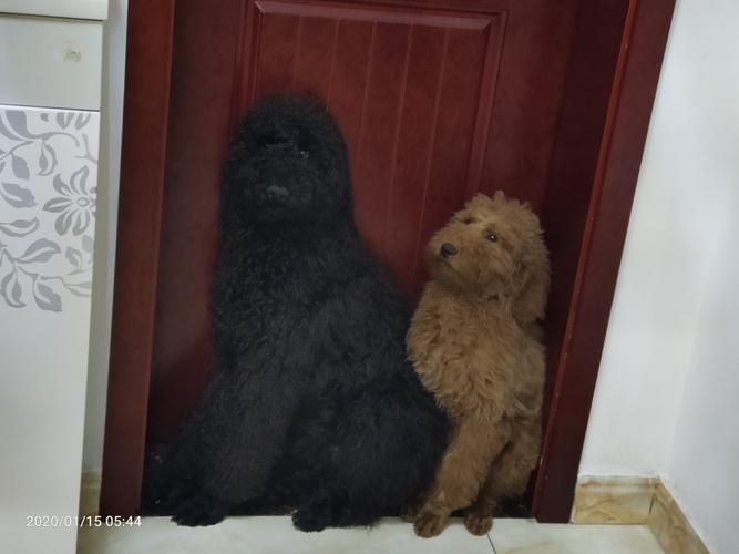 一只黑色公巨贵狗子求包养!希望收养方带他定期驱虫,定期视频回访