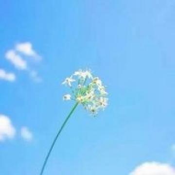 手拿植物的小清新个性头像 我能作茧自缚亦能破茧成蝶