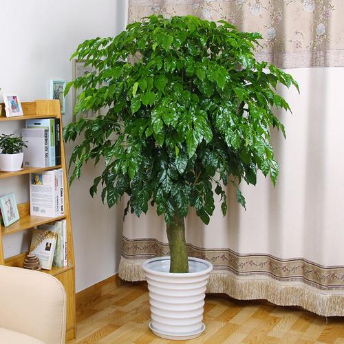 幸福树_【官方】威海市馥嘉园花卉园艺有限公司-威海绿植|威海花卉