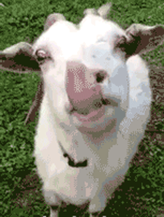 麻麻,这只山羊好可怕呀!