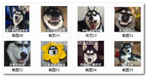 二哈那你很棒棒哦表情包(二哈那你很棒棒哦图片大全)