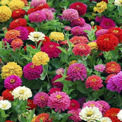 宁夏百日草苗出售产品大图