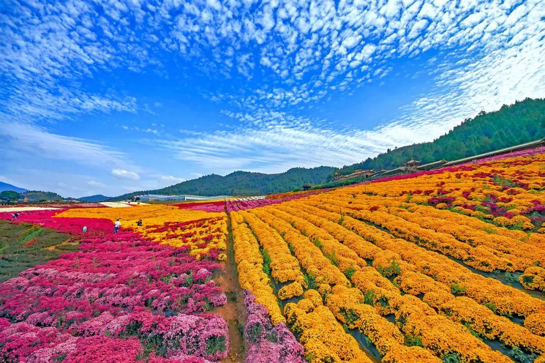 【关注麻江】秋高气爽好时节 菊花绽放等你来