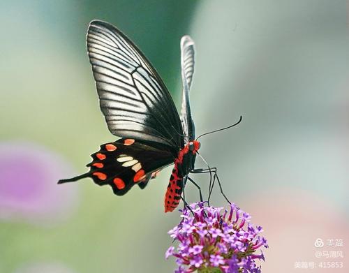 多姿多彩的红珠凤蝶