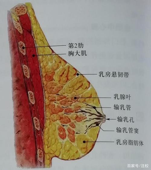 成年女性正常的乳房位置在胸部,位于前胸第二至第六肋骨之间的位置
