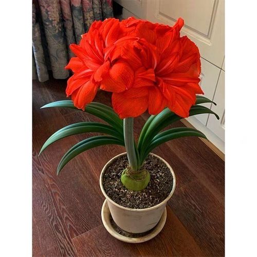 浓香大花荷兰进口朱顶红种球重瓣多年生绿植花卉盆栽